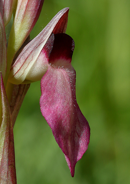 Serapias lingua